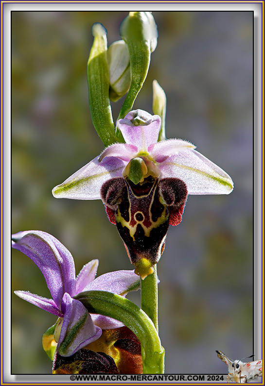 Ophrys Becasse